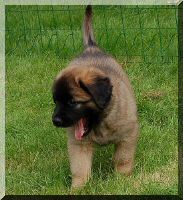 leonberger 078.jpg